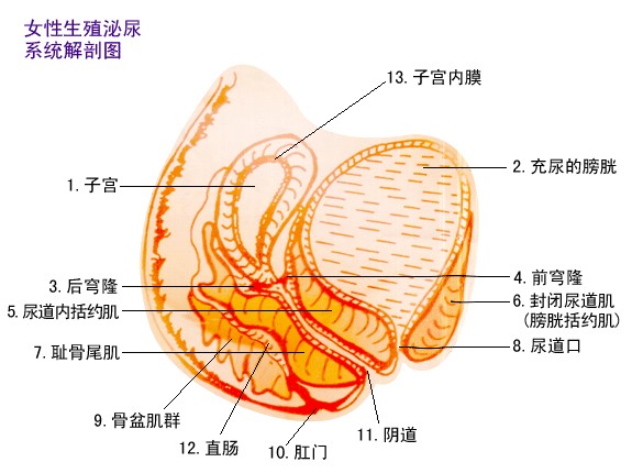 阴道射精