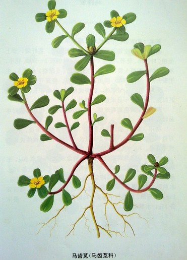 马齿苋